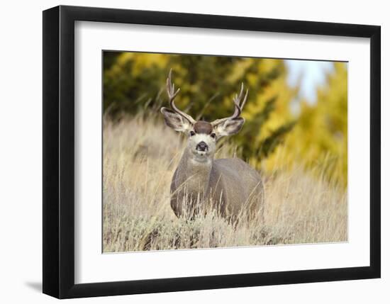 Mule Deer, Montana-Jason Savage-Framed Giclee Print