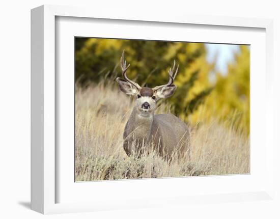 Mule Deer, Montana-Jason Savage-Framed Giclee Print