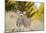 Mule Deer, Montana-Jason Savage-Mounted Giclee Print