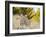 Mule Deer, Montana-Jason Savage-Framed Giclee Print