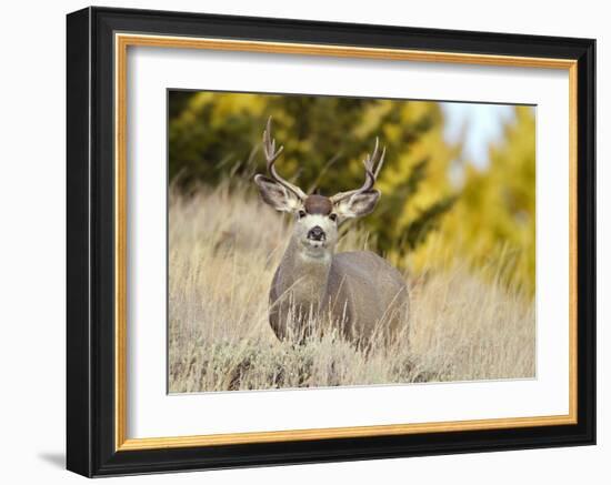 Mule Deer, Montana-Jason Savage-Framed Giclee Print