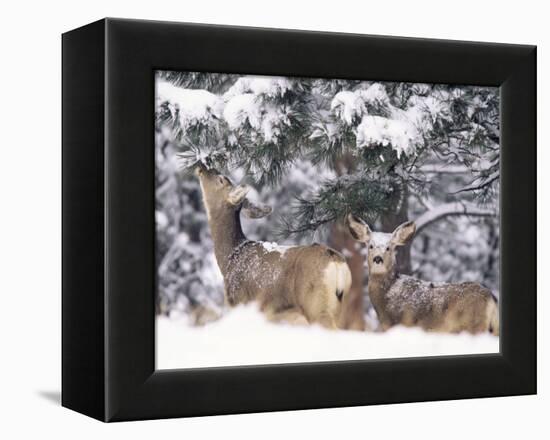 Mule Deer Mother and Fawn in Snow, Boulder, Colorado, United States of America, North America-James Gritz-Framed Premier Image Canvas