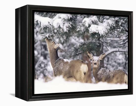 Mule Deer Mother and Fawn in Snow, Boulder, Colorado, United States of America, North America-James Gritz-Framed Premier Image Canvas