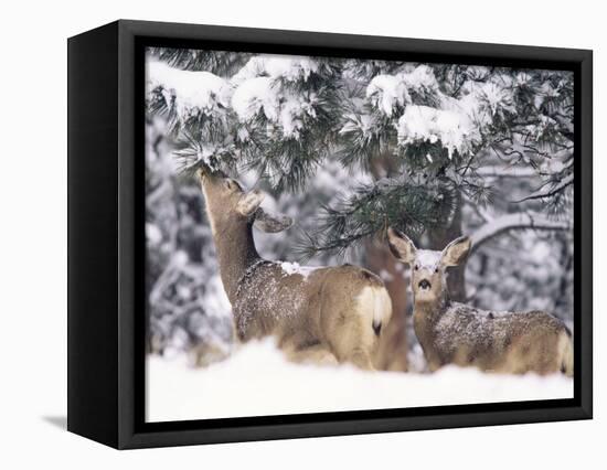 Mule Deer Mother and Fawn in Snow, Boulder, Colorado, United States of America, North America-James Gritz-Framed Premier Image Canvas