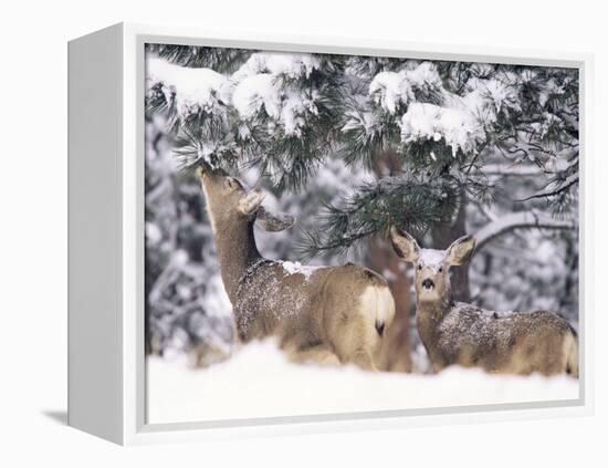 Mule Deer Mother and Fawn in Snow, Boulder, Colorado, United States of America, North America-James Gritz-Framed Premier Image Canvas