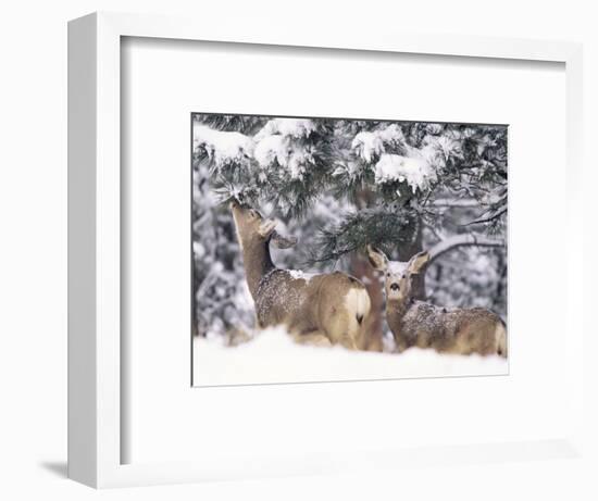 Mule Deer Mother and Fawn in Snow, Boulder, Colorado, United States of America, North America-James Gritz-Framed Photographic Print