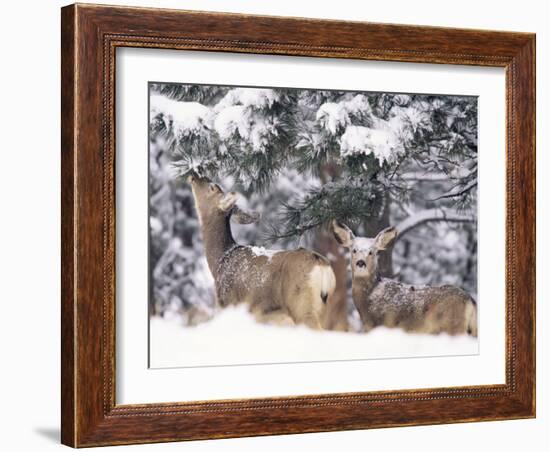 Mule Deer Mother and Fawn in Snow, Boulder, Colorado, United States of America, North America-James Gritz-Framed Photographic Print