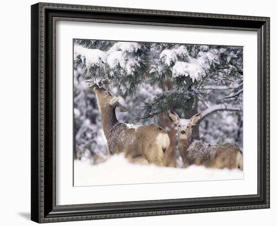 Mule Deer Mother and Fawn in Snow, Boulder, Colorado, United States of America, North America-James Gritz-Framed Photographic Print