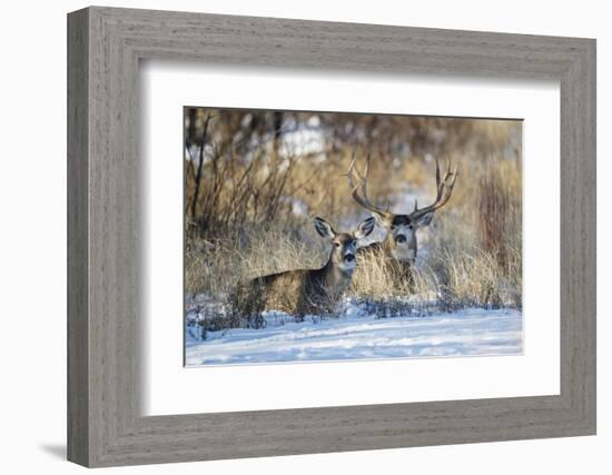 Mule Deer (Odocoileus hemionus) buck and doe bedded-Larry Ditto-Framed Photographic Print