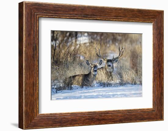 Mule Deer (Odocoileus hemionus) buck and doe bedded-Larry Ditto-Framed Photographic Print