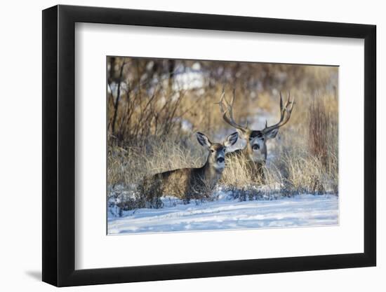 Mule Deer (Odocoileus hemionus) buck and doe bedded-Larry Ditto-Framed Photographic Print