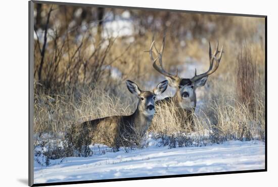 Mule Deer (Odocoileus hemionus) buck and doe bedded-Larry Ditto-Mounted Photographic Print