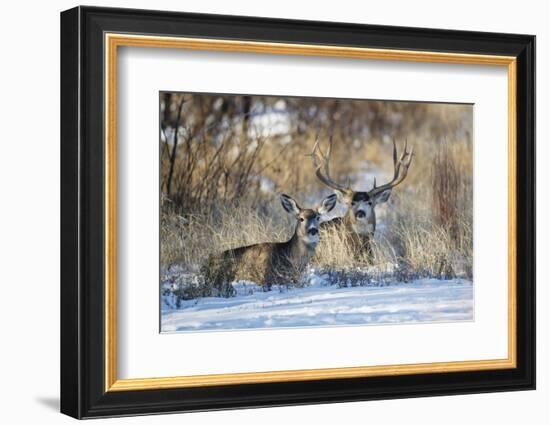 Mule Deer (Odocoileus hemionus) buck and doe bedded-Larry Ditto-Framed Photographic Print