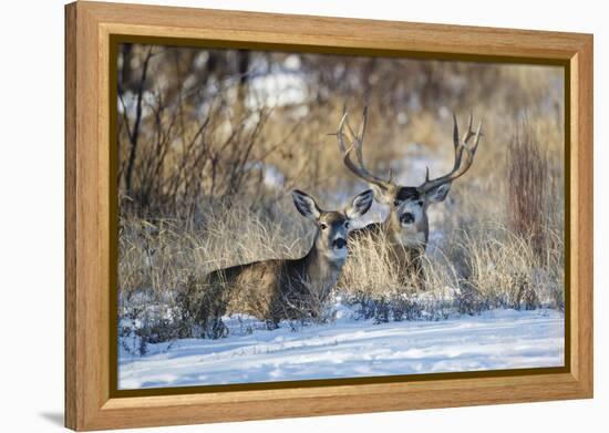 Mule Deer (Odocoileus hemionus) buck and doe bedded-Larry Ditto-Framed Premier Image Canvas