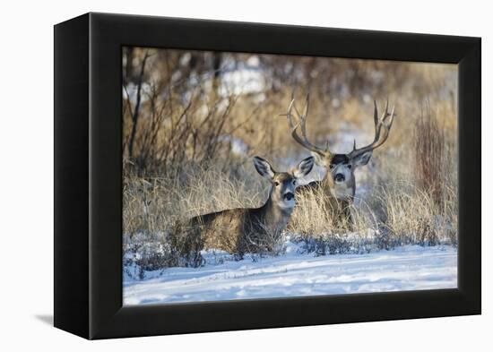 Mule Deer (Odocoileus hemionus) buck and doe bedded-Larry Ditto-Framed Premier Image Canvas