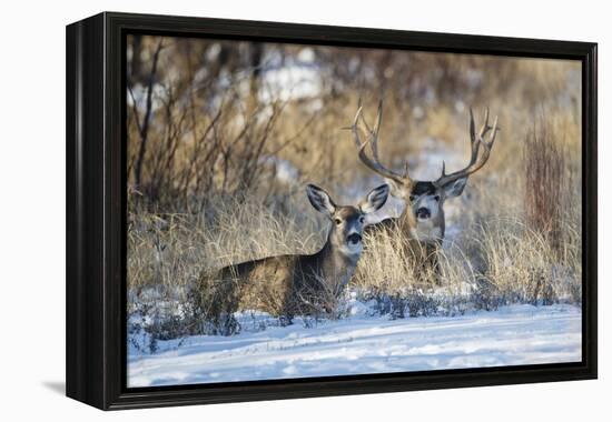 Mule Deer (Odocoileus hemionus) buck and doe bedded-Larry Ditto-Framed Premier Image Canvas