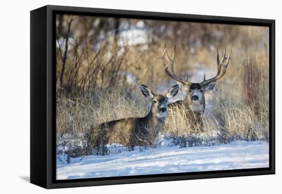 Mule Deer (Odocoileus hemionus) buck and doe bedded-Larry Ditto-Framed Premier Image Canvas