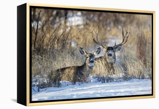 Mule Deer (Odocoileus hemionus) buck and doe bedded-Larry Ditto-Framed Premier Image Canvas