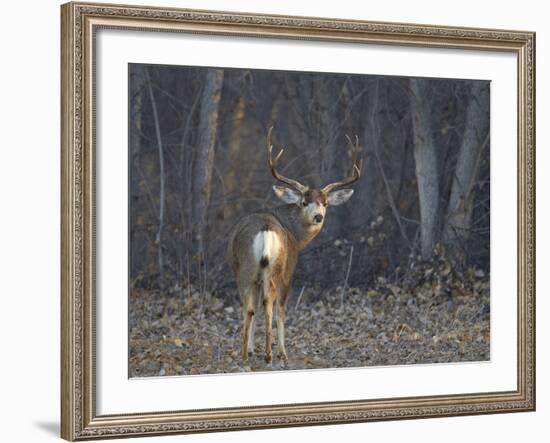 Mule Deer (Odocoileus Hemionus) Buck-James Hager-Framed Photographic Print