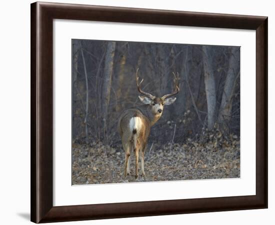 Mule Deer (Odocoileus Hemionus) Buck-James Hager-Framed Photographic Print