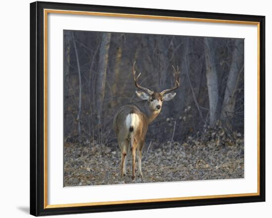 Mule Deer (Odocoileus Hemionus) Buck-James Hager-Framed Photographic Print