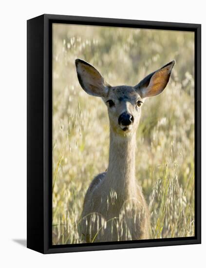 Mule Deer, Odocoileus Hemionus, Ucsc Campus Natural Reserve, Santa Cruz, California, Usa-Paul Colangelo-Framed Premier Image Canvas