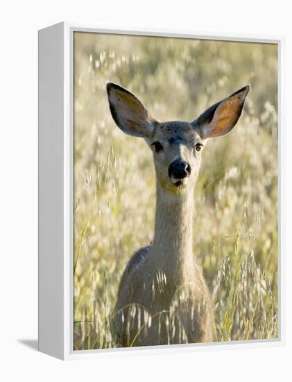 Mule Deer, Odocoileus Hemionus, Ucsc Campus Natural Reserve, Santa Cruz, California, Usa-Paul Colangelo-Framed Premier Image Canvas