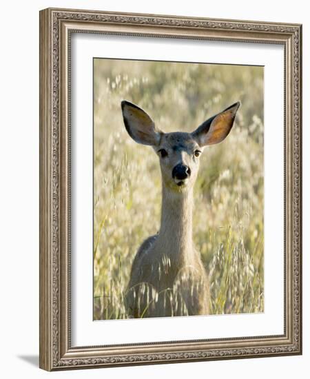 Mule Deer, Odocoileus Hemionus, Ucsc Campus Natural Reserve, Santa Cruz, California, Usa-Paul Colangelo-Framed Photographic Print