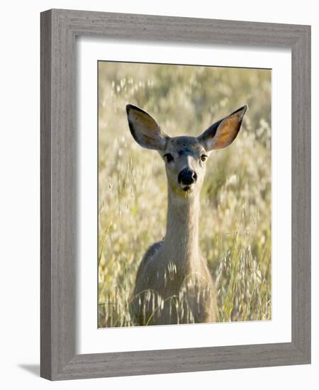 Mule Deer, Odocoileus Hemionus, Ucsc Campus Natural Reserve, Santa Cruz, California, Usa-Paul Colangelo-Framed Photographic Print