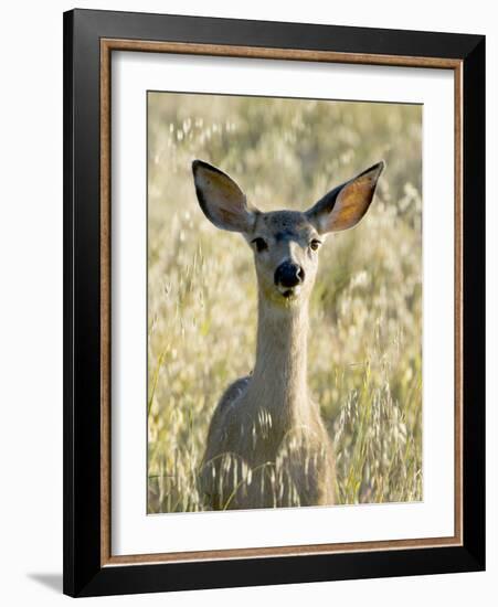 Mule Deer, Odocoileus Hemionus, Ucsc Campus Natural Reserve, Santa Cruz, California, Usa-Paul Colangelo-Framed Photographic Print