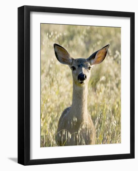 Mule Deer, Odocoileus Hemionus, Ucsc Campus Natural Reserve, Santa Cruz, California, Usa-Paul Colangelo-Framed Photographic Print