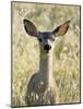 Mule Deer, Odocoileus Hemionus, Ucsc Campus Natural Reserve, Santa Cruz, California, Usa-Paul Colangelo-Mounted Photographic Print