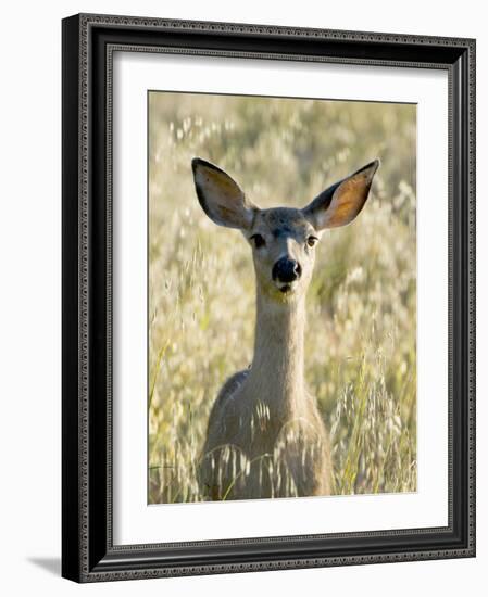 Mule Deer, Odocoileus Hemionus, Ucsc Campus Natural Reserve, Santa Cruz, California, Usa-Paul Colangelo-Framed Photographic Print