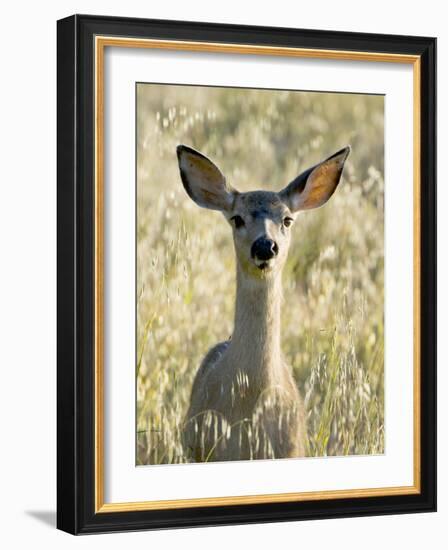 Mule Deer, Odocoileus Hemionus, Ucsc Campus Natural Reserve, Santa Cruz, California, Usa-Paul Colangelo-Framed Photographic Print