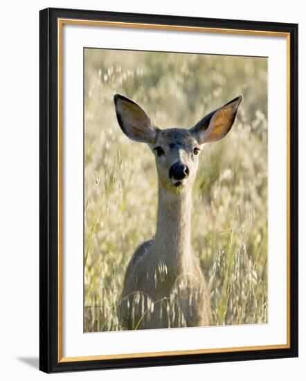 Mule Deer, Odocoileus Hemionus, Ucsc Campus Natural Reserve, Santa Cruz, California, Usa-Paul Colangelo-Framed Photographic Print