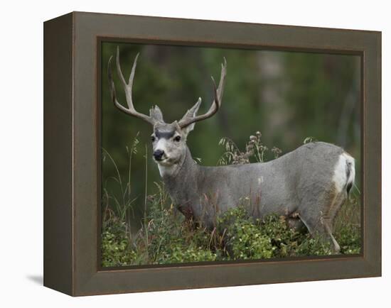 Mule Deer, Yellowstone National Park, Wyoming, USA-Joe & Mary Ann McDonald-Framed Premier Image Canvas