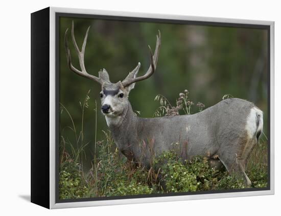 Mule Deer, Yellowstone National Park, Wyoming, USA-Joe & Mary Ann McDonald-Framed Premier Image Canvas