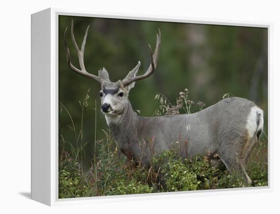 Mule Deer, Yellowstone National Park, Wyoming, USA-Joe & Mary Ann McDonald-Framed Premier Image Canvas