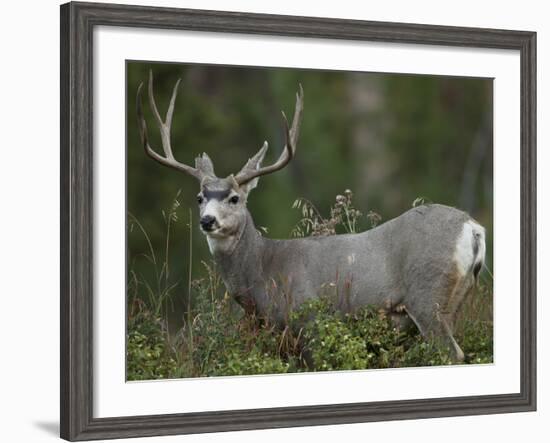 Mule Deer, Yellowstone National Park, Wyoming, USA-Joe & Mary Ann McDonald-Framed Photographic Print