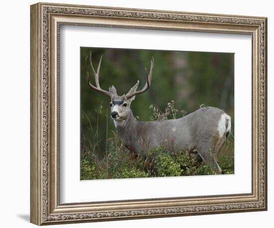 Mule Deer, Yellowstone National Park, Wyoming, USA-Joe & Mary Ann McDonald-Framed Photographic Print