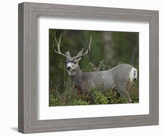 Mule Deer, Yellowstone National Park, Wyoming, USA-Joe & Mary Ann McDonald-Framed Photographic Print