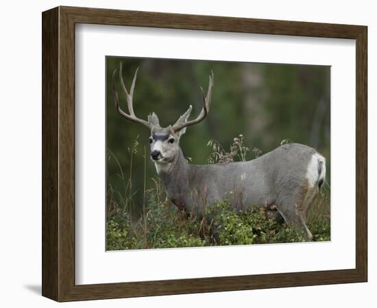 Mule Deer, Yellowstone National Park, Wyoming, USA-Joe & Mary Ann McDonald-Framed Photographic Print