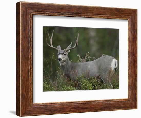 Mule Deer, Yellowstone National Park, Wyoming, USA-Joe & Mary Ann McDonald-Framed Photographic Print