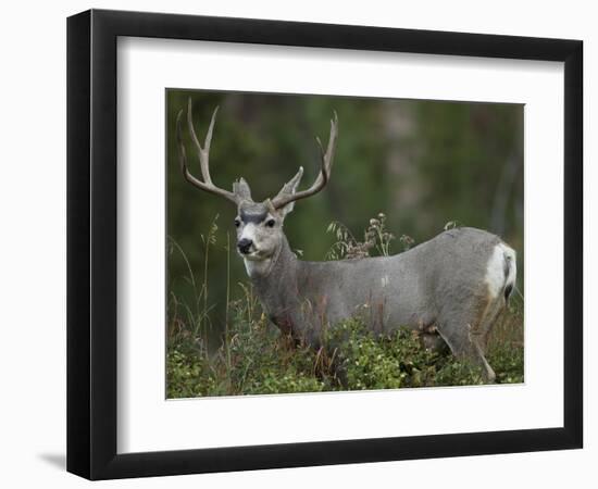 Mule Deer, Yellowstone National Park, Wyoming, USA-Joe & Mary Ann McDonald-Framed Photographic Print