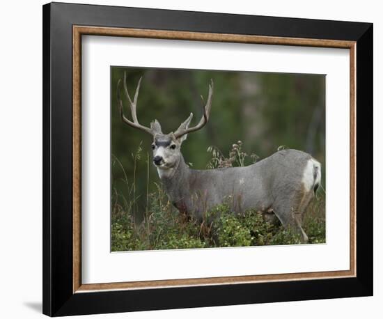 Mule Deer, Yellowstone National Park, Wyoming, USA-Joe & Mary Ann McDonald-Framed Photographic Print