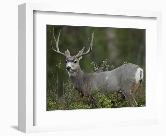 Mule Deer, Yellowstone National Park, Wyoming, USA-Joe & Mary Ann McDonald-Framed Photographic Print