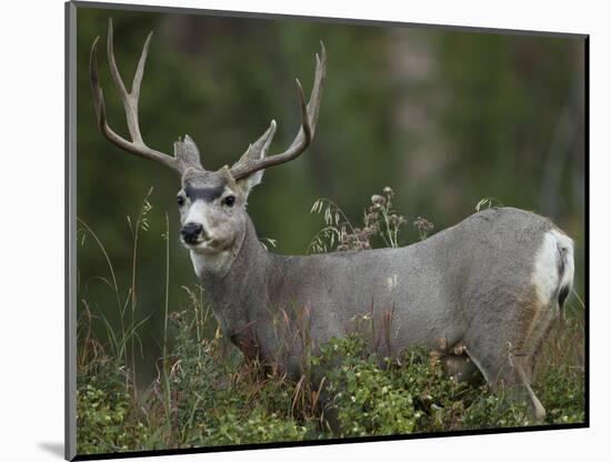 Mule Deer, Yellowstone National Park, Wyoming, USA-Joe & Mary Ann McDonald-Mounted Photographic Print