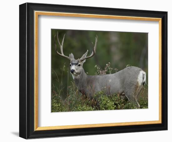 Mule Deer, Yellowstone National Park, Wyoming, USA-Joe & Mary Ann McDonald-Framed Photographic Print