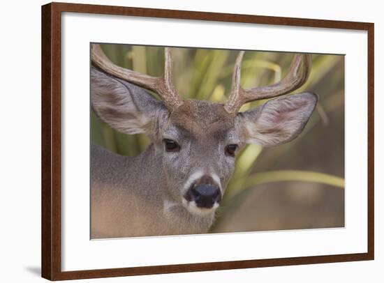 Mule Deer-DLILLC-Framed Photographic Print