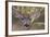 Mule Deer-DLILLC-Framed Photographic Print